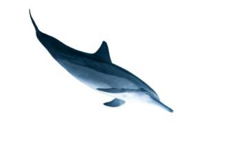 Dolphin